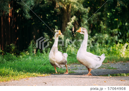 Two White Farm Geese Goose Walking In Farm Yard In The Countryside Two White Farm Geese Goose Walking In Farm Yard In The Countryside 57064908