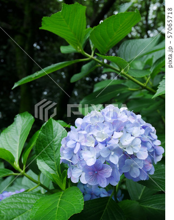 水色の紫陽花２ 57065718