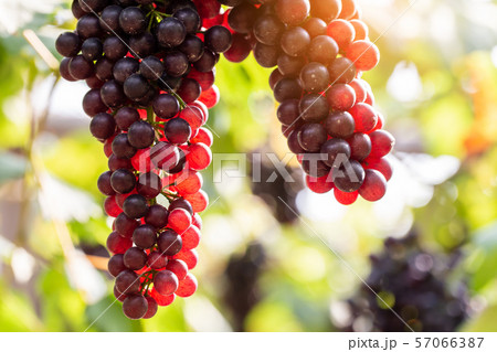 vine grapes at harves 57066387