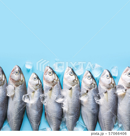 Fresh bluefish with ice cube on blue. Fish pattern Fresh bluefish with ice cube on blue. Fish pattern 57066406