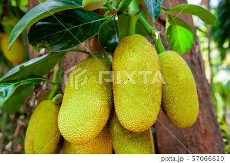 Jackfruit tree with ripe fruits 57066620