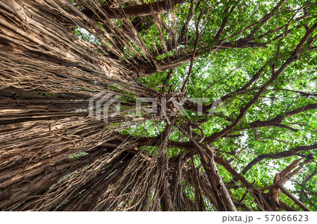 Big banyan tree in India 57066623