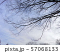 冬空の下の枯れ木 57068133