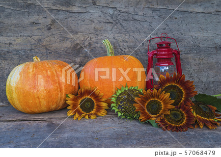 Autumn gardening concept. Two ripe orange pumkins, Autumn gardening concept. Two ripe orange pumkins, 57068479