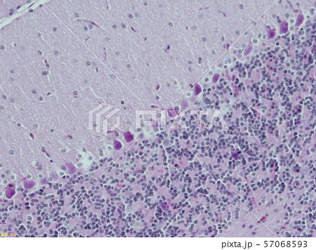 マウス小脳HE染色_200倍 57068593