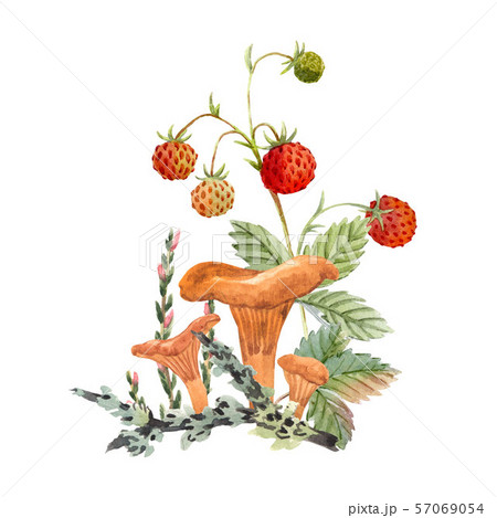 Watercolor forest mushroom composition 57069054