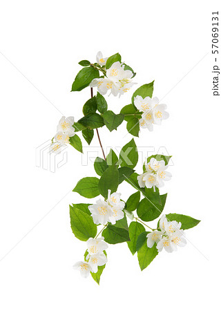 jasmine branch isolated 57069131