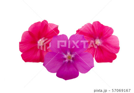 phlox flower isolated 57069167