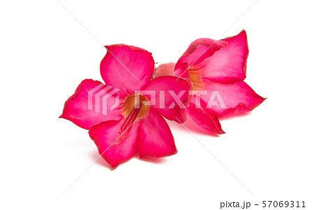 adenium obesum isolated on white background adenium obesum isolated on white background 57069311