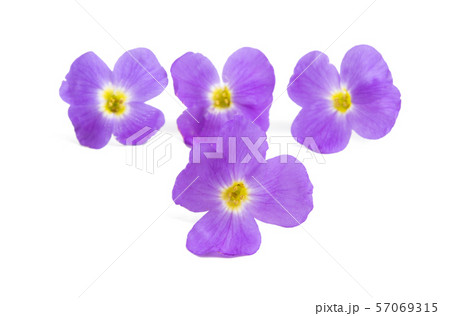 aubrieta isolated aubrieta isolated 57069315