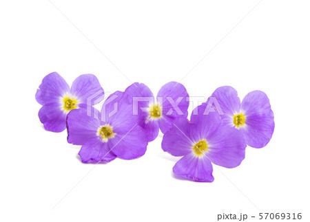 aubrieta isolated 57069316