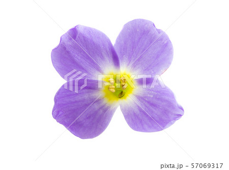 aubrieta isolated aubrieta isolated 57069317