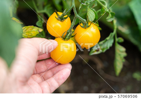 ミニトマトの収穫（家庭菜園）　7月　雨 57069506