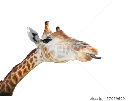 Cute giraffe isolated on white background. Cute giraffe isolated on white background. 57069690