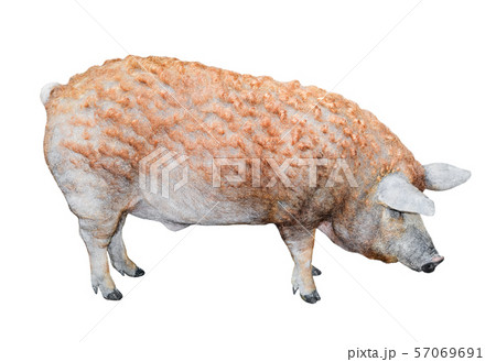 Pig standing full length isolated. 57069691