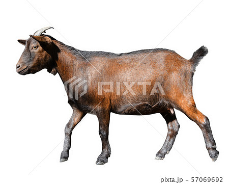 Goat standing full length isolated on white. Goat standing full length isolated on white. 57069692