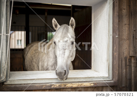 Purebred arab horse in a stable 57070321