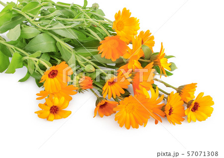 Bushes of orange Calendula flowers background . Isolated on white Bushes of orange Calendula flowers background . Isolated on white 57071308