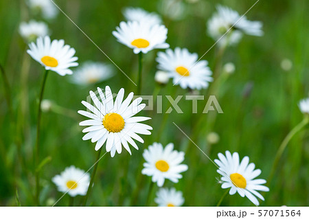 Daisy meadow 57071564