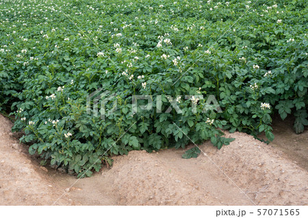 Potato flowers blooming in the field. Potato flowers blooming in the field. 57071565