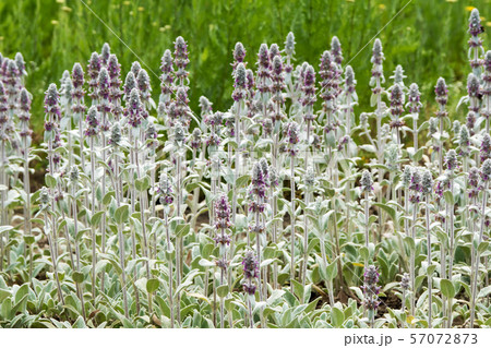 ラムズイヤー・ハーブ ラムズイヤー・ハーブ 57072873