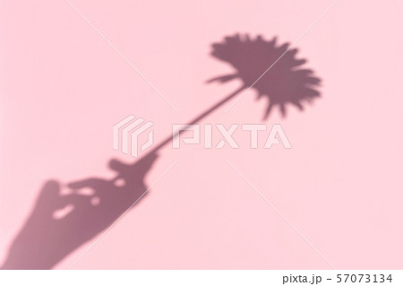 Top view on shadow cast by a female hand with flower on pink background. Top view on shadow cast by a female hand with flower on pink background. 57073134