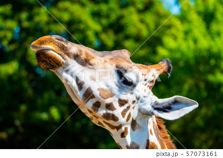 Giraffe head close-up. Deatiled view of african wildlife 57073161