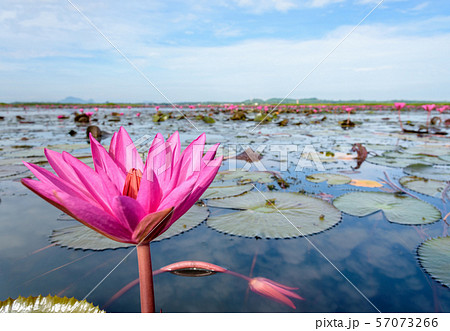 Red lotus flowers in the pond, Thailand 57073266