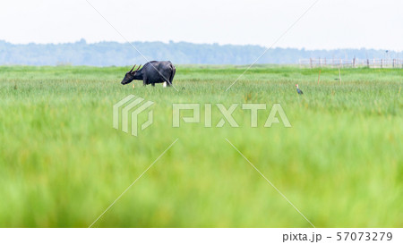 Green meadow and Water Buffalo in rural Thailand Green meadow and Water Buffalo in rural Thailand 57073279