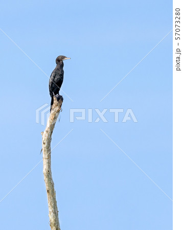 Little Cormorant or Microcarbo niger birds 57073280