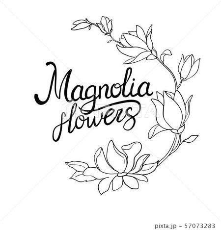 loom flowers of magnolia on branch isolated on white background. Watercolor magnolia set. 57073283