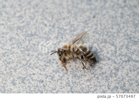 Dead honey bee, apis melifera, isolated on plan background, bee poisoning and extermination 57073497