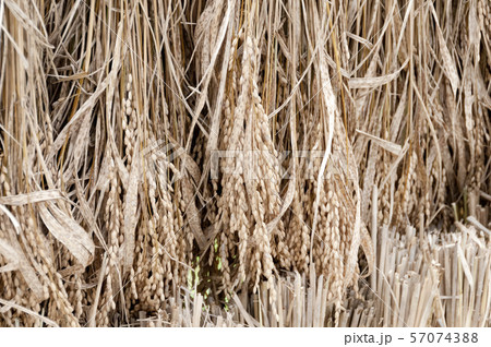 稲の天日干し 57074388
