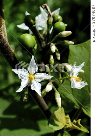 セイバンナスビの花と青い実 57074687