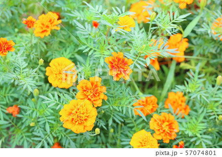 マリーゴールドの花 マリーゴールドの花 57074801