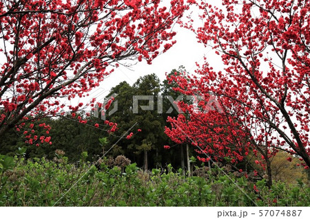 山里の春・31(岐阜県本巣市) 山里の春・31(岐阜県本巣市) 57074887