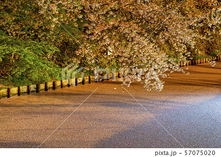 弘前城外濠の花筏 ライトアップ 弘前城外濠の花筏 ライトアップ 57075020