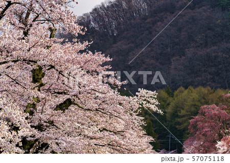 観音寺川の桜並木　福島猪苗代 57075118