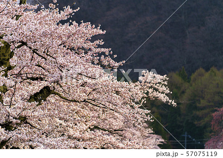 観音寺川の桜並木　福島猪苗代 57075119