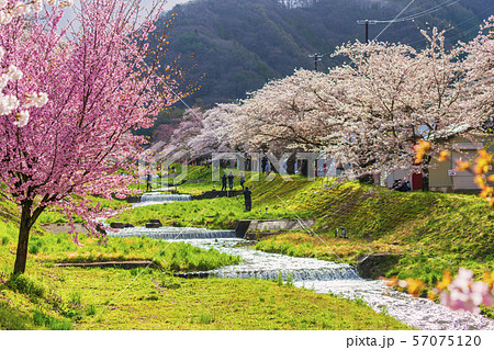 観音寺川の桜並木　福島猪苗代 57075120