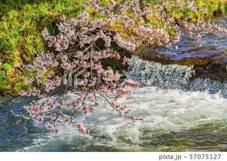 観音寺川の桜並木 福島猪苗代 観音寺川の桜並木 福島猪苗代 57075127