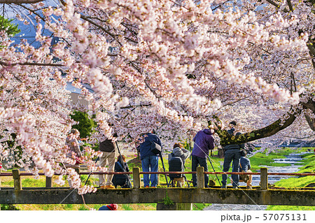 観音寺川の桜並木　福島猪苗代 57075131