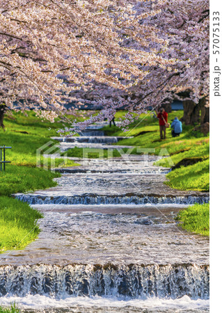観音寺川の桜並木　福島猪苗代 57075133