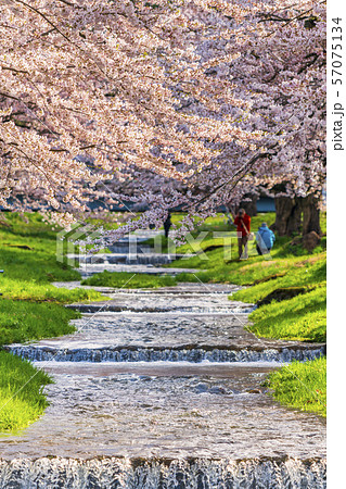 観音寺川の桜並木　福島猪苗代 57075134