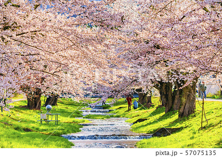 観音寺川の桜並木 福島猪苗代 観音寺川の桜並木 福島猪苗代 57075135