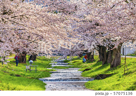 観音寺川の桜並木　福島猪苗代 57075136
