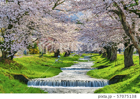 観音寺川の桜並木　福島猪苗代 57075138