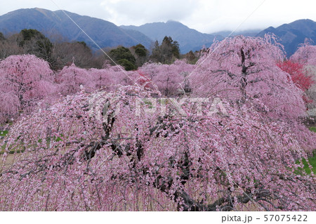 梅の花（しだれ梅　鈴鹿の森　三重県） 57075422
