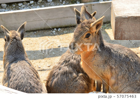あいち牧場の動物たち あいち牧場の動物たち 57075463