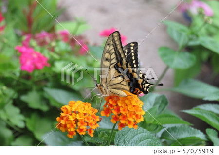 ランタナにとまるアゲハ蝶 57075919
